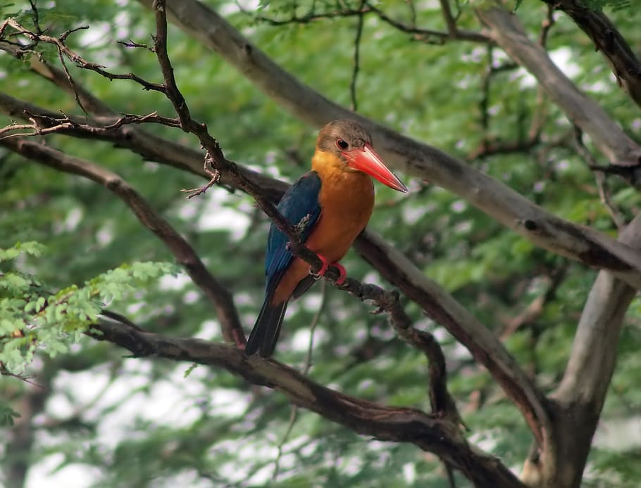 stork bill kingfisher, wild, bird, wildlife, perch, tree, branch, wood, land, area, forest