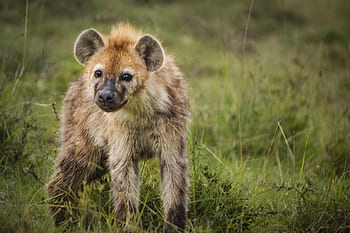 animal, hyena, wild, wild life, africa, safari, nature, nikon