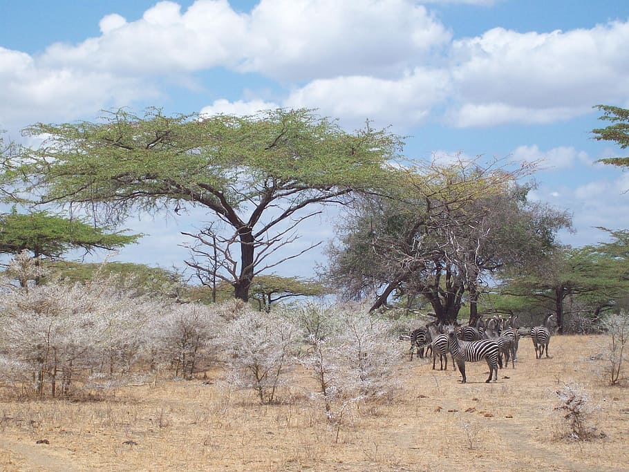 zebra, Afrika, savany, volně žijících živočichů, Příroda, safari zvířata, zvířata ve volné přírodě, zvíře, namibie, safari, etosha národní park