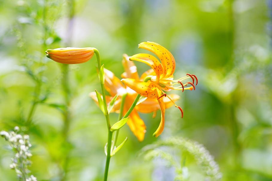 Fiore di campo, farfalla, montagna, fiore, selvaggio, natura, pianta, verde, bellissimo, libellula, estate