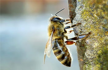蜂、 昆虫、 マクロ、 自然、 夏、 閉じる、 花粉、 はちみつ、 バグ、 翼、 縞