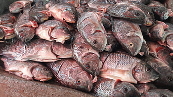 segar, ikan, makanan, seafood, mentah, mojarra