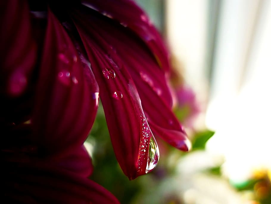 una goccia di, acqua, goccia di pioggia, gocce d'acqua, natura, pioggia, macro, bagnato, fiore, avvicinamento, pianta