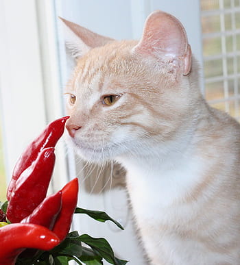 What, long-fur, cat, smiling, chili