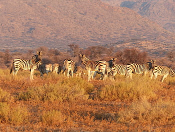 zebra állománya, csorda, zebra, Afrika, szafari állatok, vadvilág, szavanna, vadon élő állatok, természet, Kelet Afrika, egyszerű
