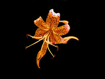 tiger lily, orange, flower, floral, garden, bloom, botanical, blossom