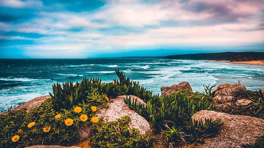 plants, rock, sea waves, raging, daytime, beach, coastline, ocean, landscape