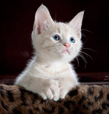 met een laag bedekt wit katje, pot, kat, katje, huisdier, dier, schattig, katachtig, huiselijk, jong, vacht