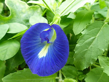 pois papillon, fleur, bleu, clitoris, floral, Naturel, la nature, Floraison, Asie, herbe, à base de plantes
