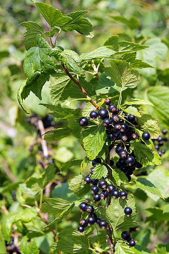 černý rybíz, Černá, rybíz, ovoce, vitamíny, džem, kompot, přírodní, keř, smutný, zahrada