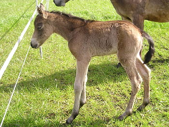 Foal, Horse, Cute, Animal, Pasture, grass, livestock, domestic animals, animal themes, grazing