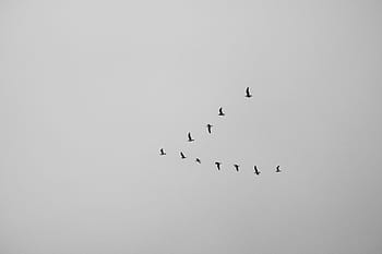 low, angle photo, flock, birds, flying, clouds, bird, animal, sky, black and white, nature