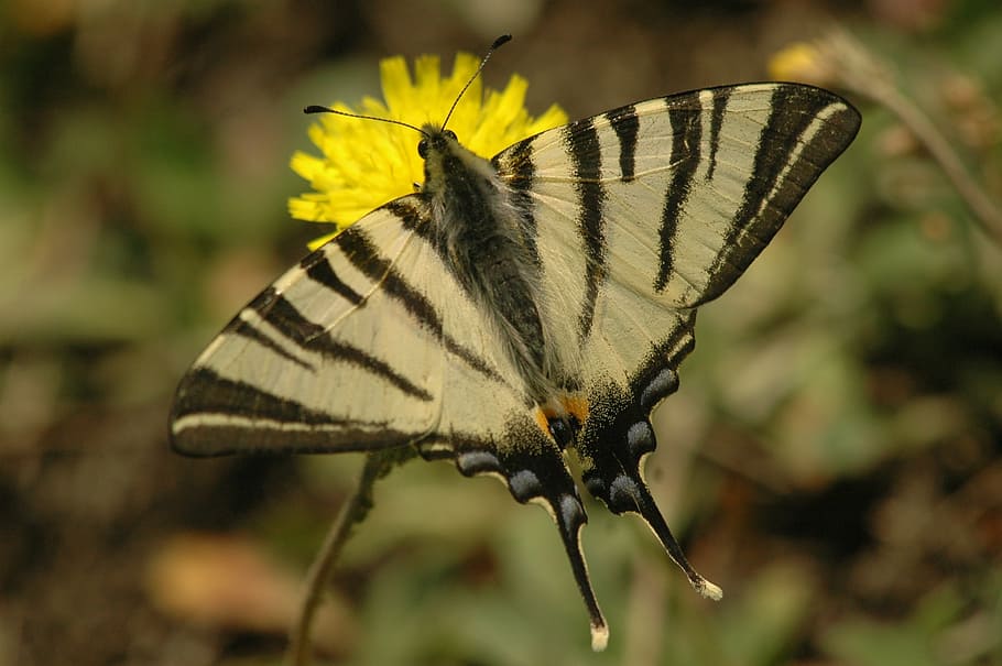 appalachian tiger, butterfly, insects, wings, yellow, flowers, summer