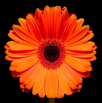 marigold, flower, blossom, bloom, gerbera, close up, orange, red, bright
