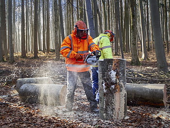 man using chainsaw, forest, workers, work, wood, firewood, nature, forest work, man, forest workers, trees