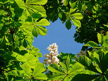 obyčejný, Kaštan, květiny, obyčejné rosskastanie, květenství, strom, listy, bílý, květ, květinová plnost, aesculus hippocastanum