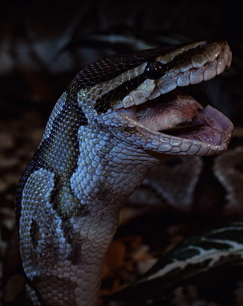 serpente, preda, vicino, pitone palla, python regius, isolato, rettile, terrario, capo