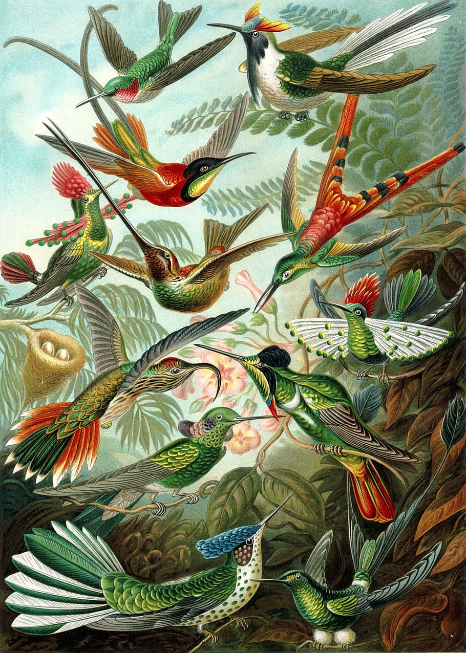 různé barvy ptáků malování, kolibříci, ptáků, trochilidae, haeckel, směny, apodiformes, Příroda, pták, zvíře, ilustrace