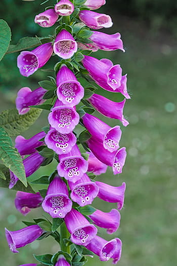 fialové bell květiny, náprstek, běžný náprstník, digitalis purpurea, skořápky, fox bylinné, bombast bylina, naše drahé dámské rukavice, lesní zvony, dřevěná svorka, květ