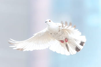 white, gray, dove, wild, bird, nature, animal, wing, wildlife, feather, pigeon