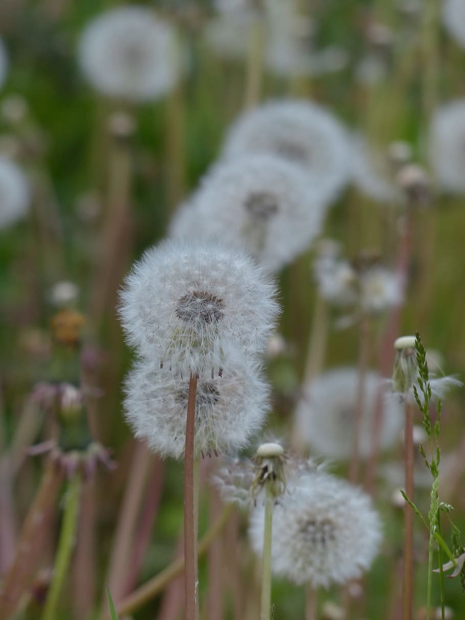 dandelion, common dandelion, Common Dandelion, dandelion, taraxacum sect ruderalia, taraxacum, composites, asteraceae, leontodon, garden, summer, spring