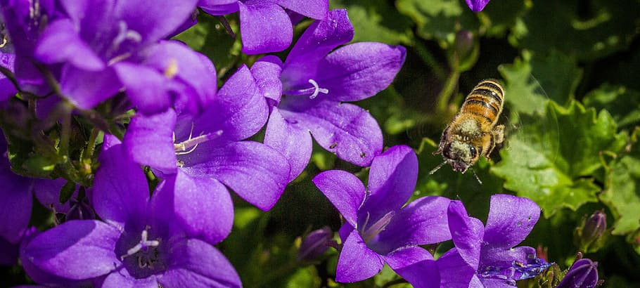 detailní, fotografování, Včelí medonosný, nachový, květy okvětní lístky, včela, hmyz, zavřít, makro, květ, nektar