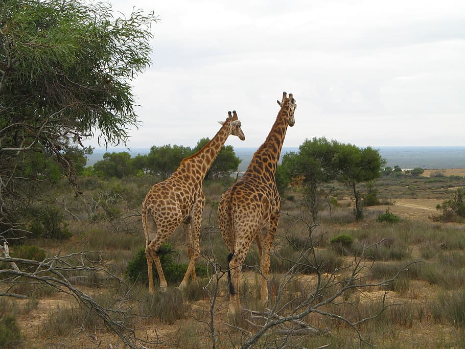 animal, giraffe, couple, cape town, journey, zoo, reserve, wild, nature, africa, family