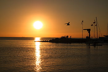 bird, flying, port, sunset, nature, landscape, water, ocean, sea, beach, people