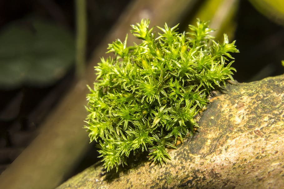 moss, dosh, bog, spondulicks, magical forest, wonga, moo, mossy, closeup, macro, forest