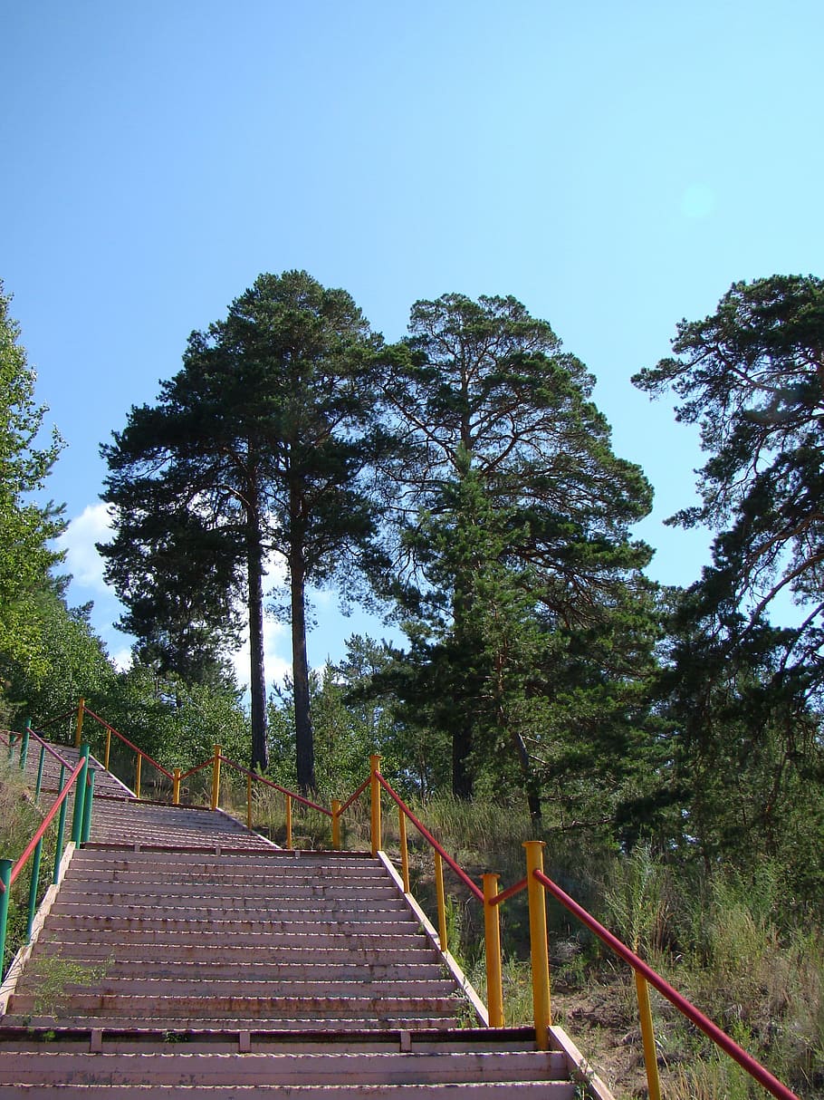 Ladder, Stage, Railing, Pine, Upgrade, summer, festival songs, behalf of the piping, tree, steps and staircases, steps