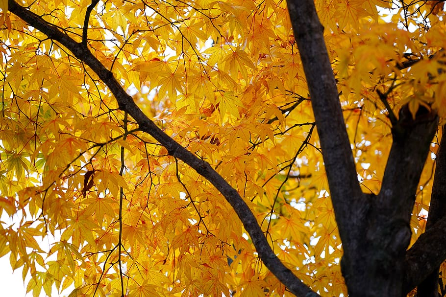 maple, maple tree, yellow, nature, autumn, splendid, forest, leaf, the leaves, wood, plants