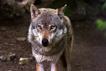 灰色、 茶色、 オオカミ、 捕食者、 ハンター、 canis lupus、 目、 ビュー、 hundeartig、 肖像画、 森