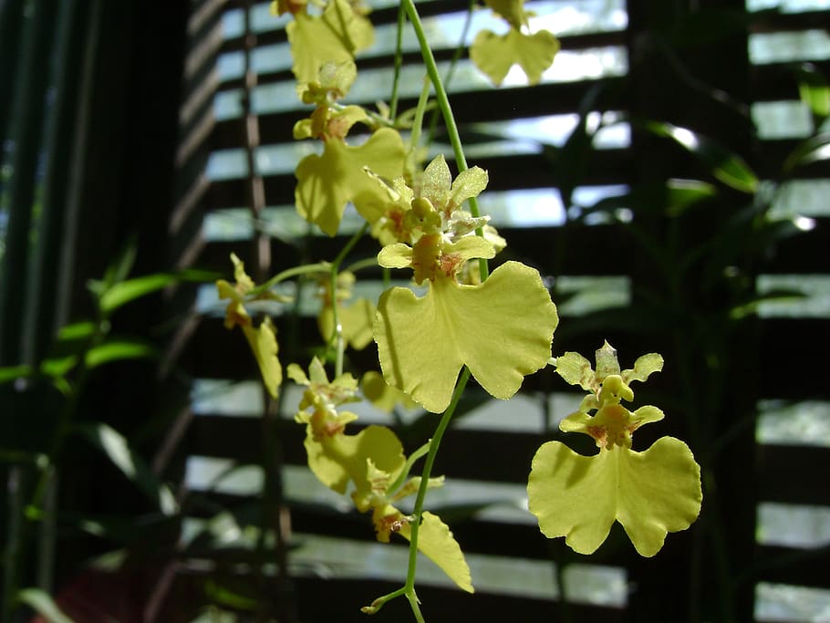 fiore, Orquideas, Epidendrum