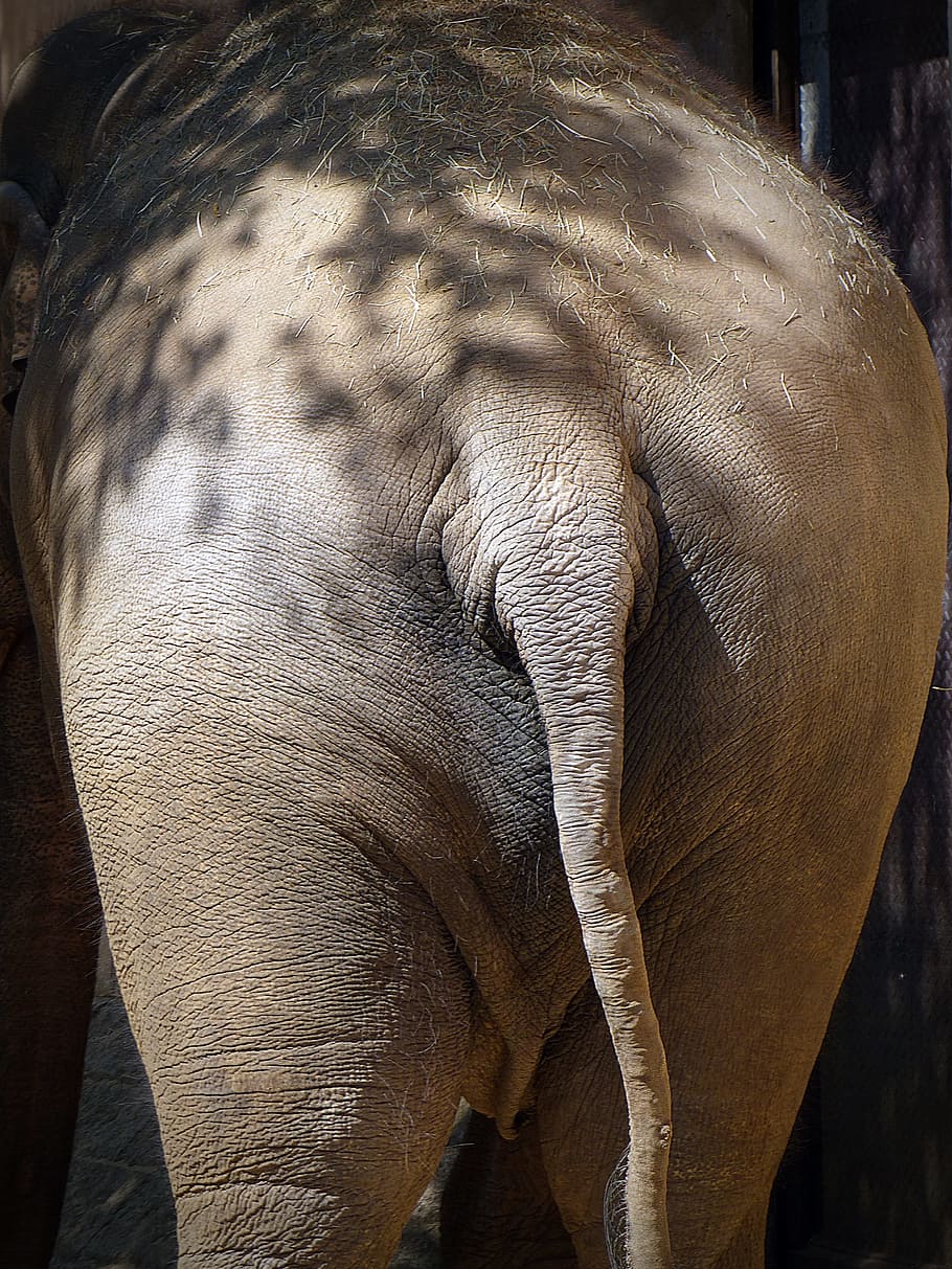 gray elephant, elephant, rump, pachyderm, light and shadow, from the rear, rear view, butt