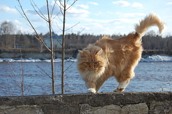 brown, concrete, surface, Animal, Redhead, Cat, Color, nicely, internal, eyes, person