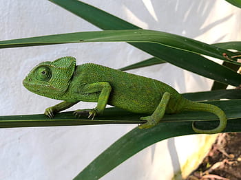 chameleón, Příroda, plaz, barvitý, zelená, maskovat, zvířat, ještěrka, textura, oko, exotický