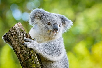 koala, koala on tree, tree, wildlife, nature, animal, marsupial, eucalyptus, forest, cute, outdoors