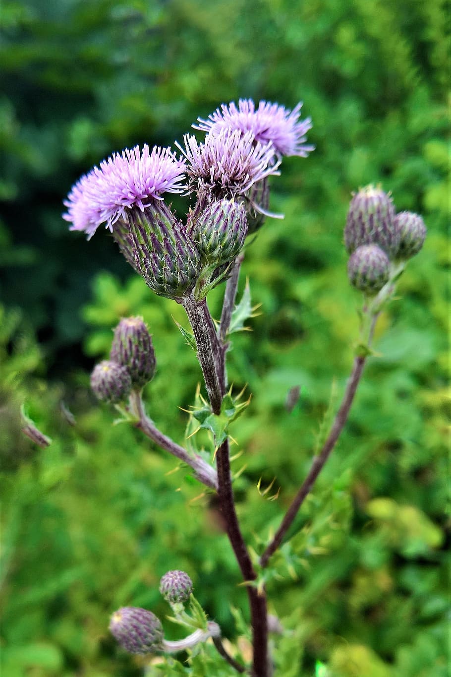 plant, thistle, wild flower, medicinal herb, summer, roadside, purple flowers, bud, prickly, nature, close up
