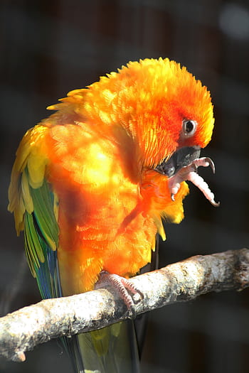 parrot, bird, close up, wildlife, nature, zoo, colorful, feathers, perched, animal, beak