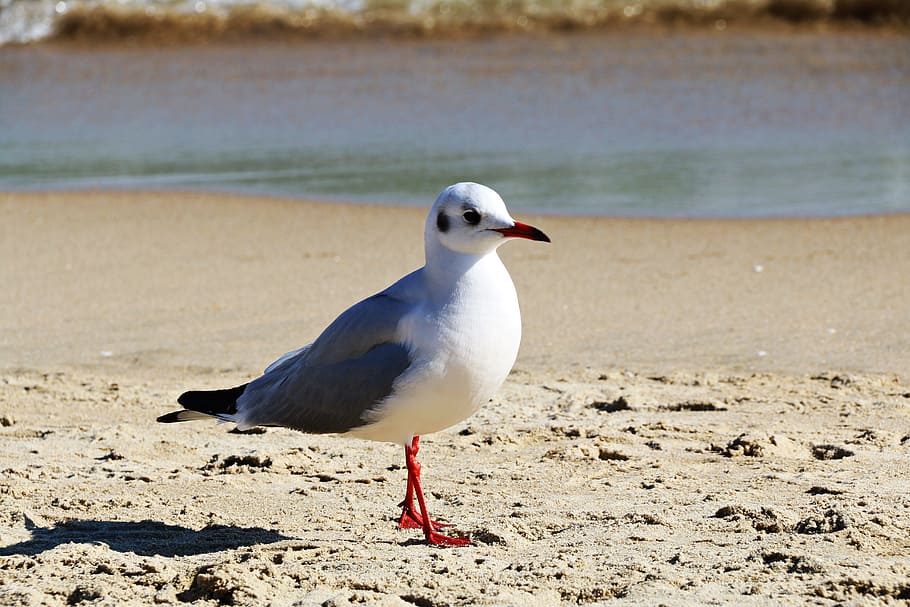 sand, beach, new, sea, coast, busan, haeundae beach, seagull, loneliness, solitude, the wait
