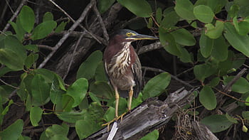 bird, little green heron, mangrove, heron, birdwatching