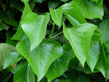 ivy leaves, ivy, leaves, green, ivy growth, fouling, common ivy, hedera helix, climber, hedera, toxic