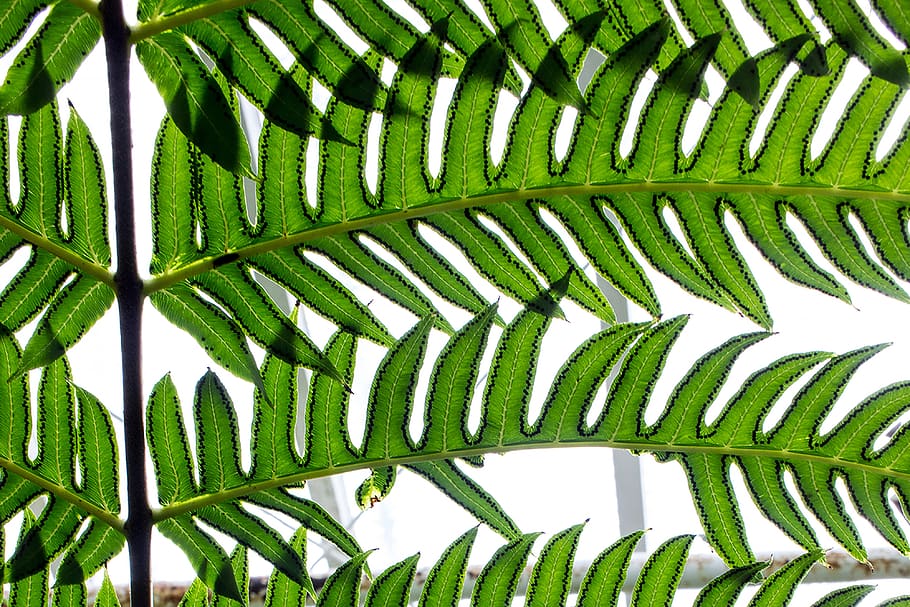 close-up, leaves, nature, plant