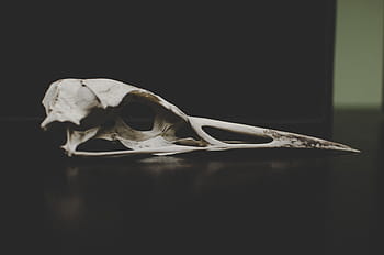 selective, focus photography, bird skull, bone, dead, remnant, white, animal skull, animal bone, human skeleton, anatomy