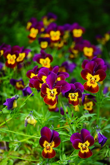 Pansy, Flower, Blossom, Bloom, Yellow, violet, viola, violaceae, colorful, color, flora