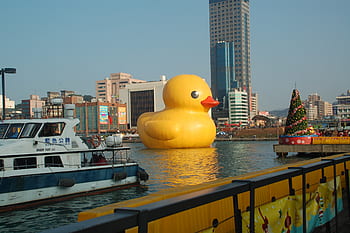 yellow, duckling, duck, swim, taiwan