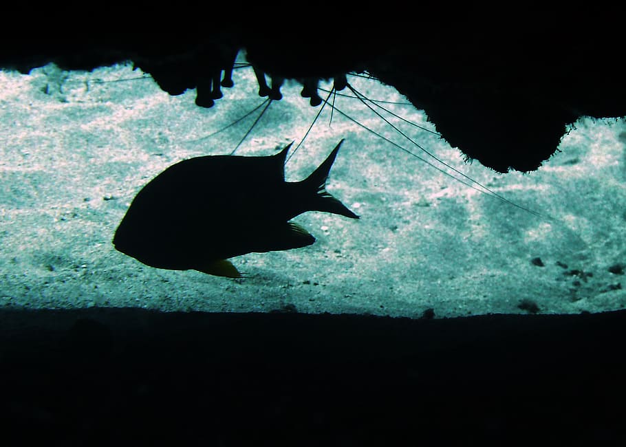 damsel fish, profile, cave, sea life, scuba diving, white, ocean, underwater