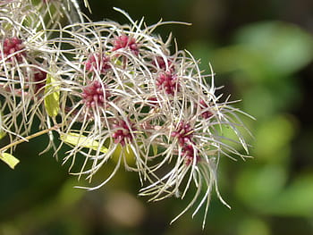 clematis, clematis vitalba, plant wildlife, flower, duster, seeds