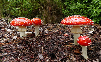 Amanita muscaria, Fly Agaric mushrooms, red mushrooms, white spots, forest floor, woodland setting, natural habitat, mycology, toxic mushrooms, autumn foliage, agric mushrooms