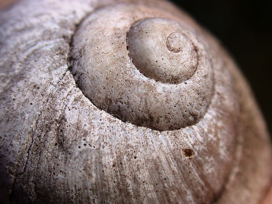 brown snail shell, snail, conch, nature, snail shell, mollusk, limestone, close-up, day, outdoors